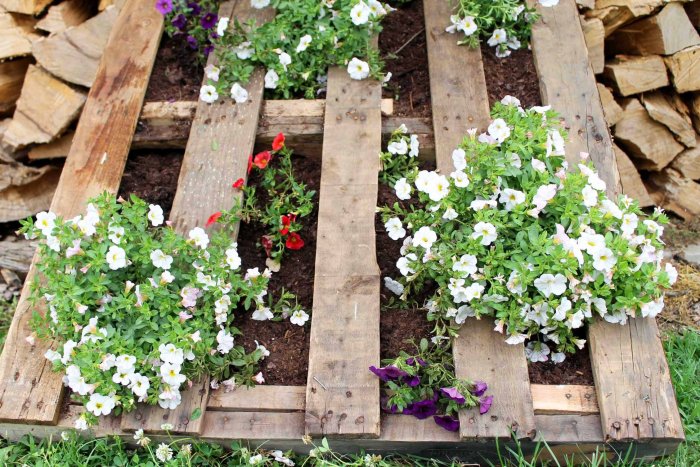 As the summer progresses, beautiful flowers will fill the pallet and create a completely covered vertical garden. (Photo courtesy of Angie Holden/The Country Chic Cottage)